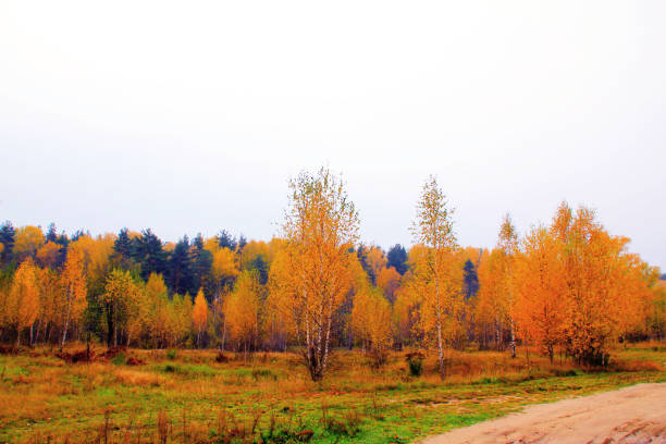 Scene with country bumpy road through the field with detached trees leading to temperate mixed forest in bright yellow orange colors of autumn in overcast day
