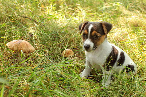 Jack Russell terrier puppy in low forest grass, lit by sun, two scaber stalk mushrooms next to her.