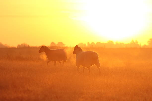 istock Silhouette of two sheep in field 1075126962
