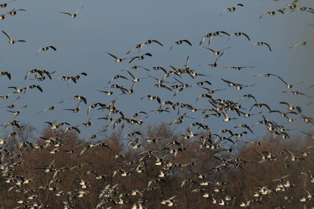 istock Branta leucopsis, Barnacle Goose, Zingst Germany 1075127670
