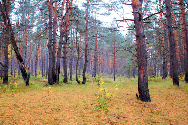 belle glade dans la forêt d’arbre de pin à l’heure d’automne - forest road nature birch tree photos et images de collection