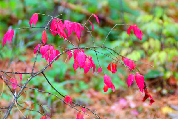 istock Autumn scene with bright colored leaves and branches of spindle tree 1075130700