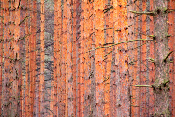 belle forêt d'arbre de pin en automne temps. fond de troncs d'arbre de pin - forest road nature birch tree photos et images de collection