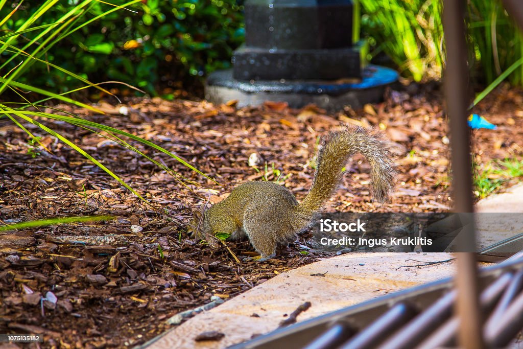 Cute little squirrel Cute little squirrel searching and feeding in the grass. Animal Stock Photo