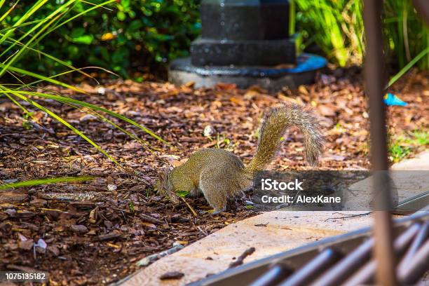 Cute Little Squirrel Stock Photo - Download Image Now - Animal, Animal Body Part, Animal Hair