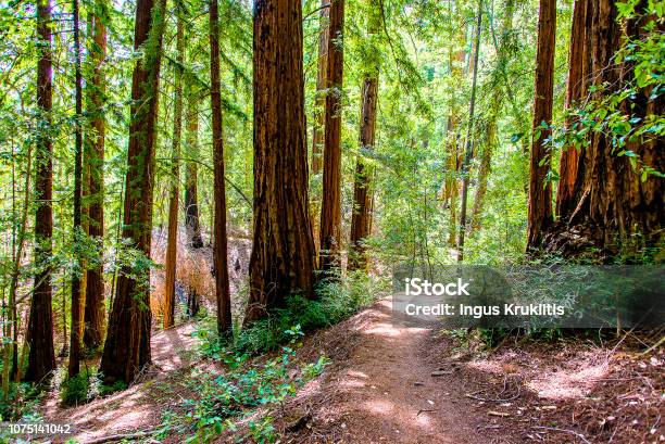 Beautiful Red Wood Park Forest With Sequoia Trees Stock Photo - Download Image Now - Redwood Tree, Moor, Dirt Road