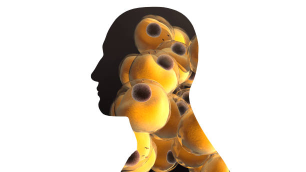 istock Fat Cells or Adipocytes Inside a body 1075141868