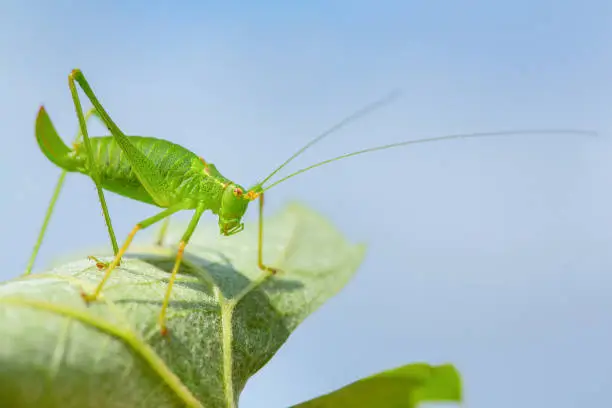 Photo of Green grasshopper insect on leaf with sky