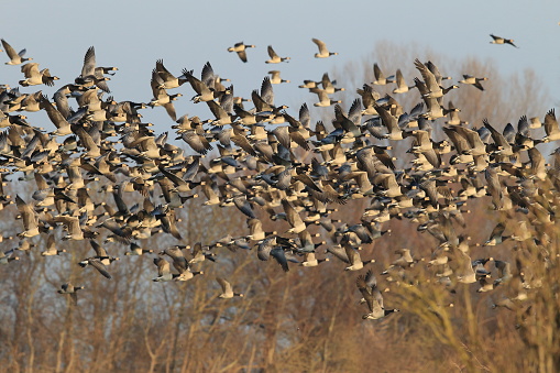 Branta leucopsis, Barnacle Goose, Zingst Germany