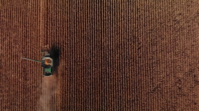 Aerial Drone Shot Directly Overhead of a Combine Harvester with an Auger and a Grain Tank Driving through a Field of Corn at Harvest (wide shot)