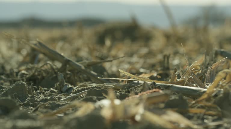 Mulched Up Corn Blows Softly in the Wind in a Field at Harvest Under a Sunny Sky