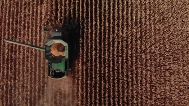 Aerial Drone Shot Directly Overhead Descending of a Combine Harvester with an Auger and a Grain Tank Driving through a Field of Corn at Harvest