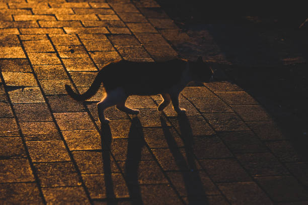 istock silhouette of cat at sunset 1075154180