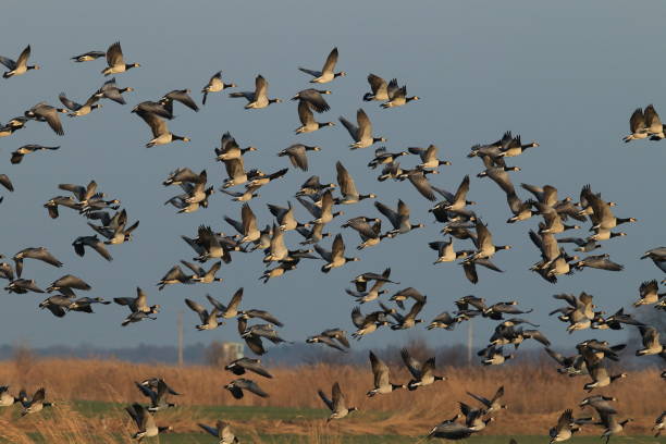 istock Branta leucopsis, Barnacle Goose, Zingst Germany 1075157124