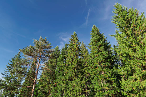 istock Sunny day in early autumn in the coniferous forest 1075157746