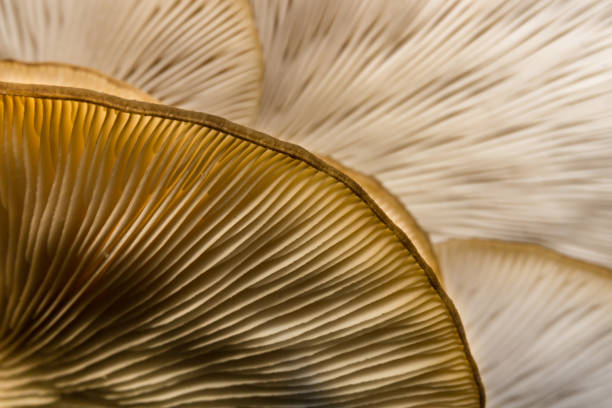 istock Amazing mushroom background and texture. Close up shot. 1075160024