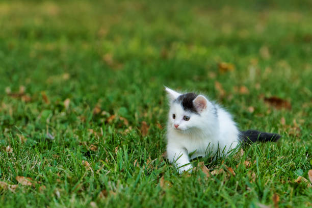 istock Little white kitten playing on the grass 1075168028