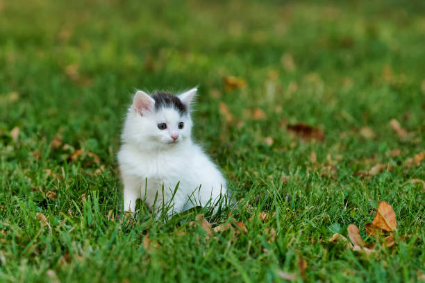 Little white kitten playing on the grass