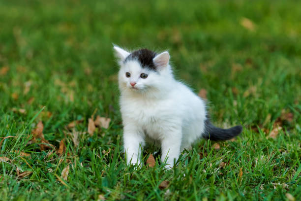 istock Little white kitten playing on the grass 1075168036