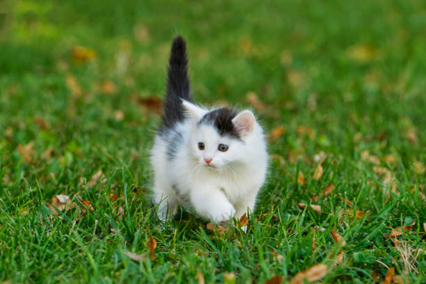 istock Little white kitten playing on the grass 1075168046