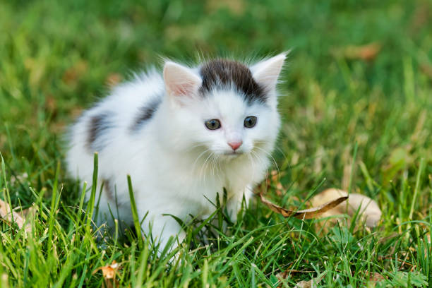 istock Little white kitten playing on the grass 1075168050