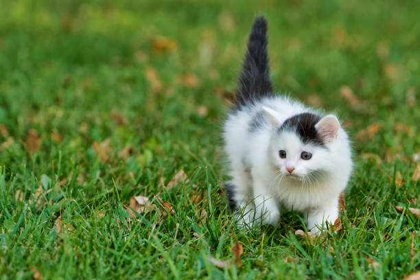 istock Little white kitten playing on the grass 1075168062