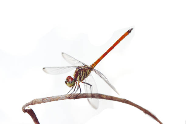 istock Asiatic Blood Tail dragonfly on white background 1075171944