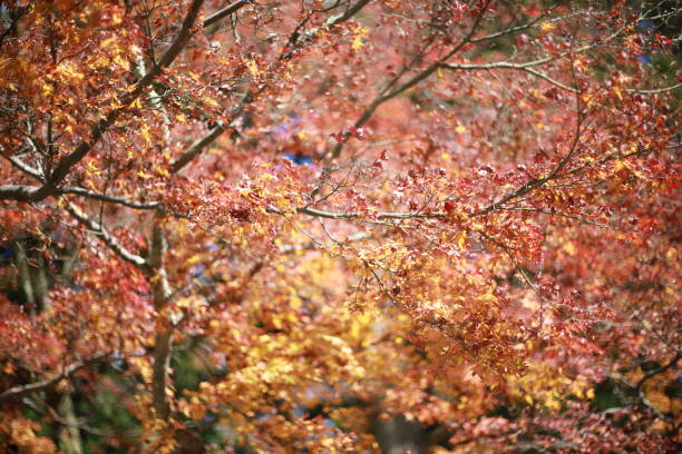 日本、京都、日本の秋 - kyoto accord 写真 ストックフォトと画像