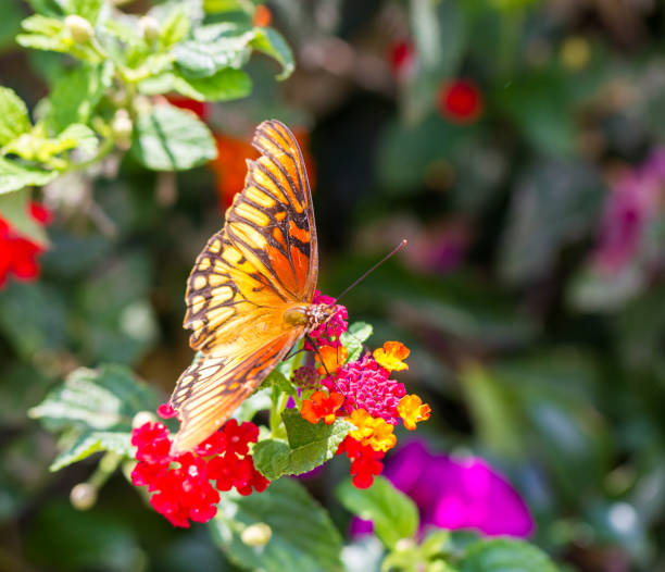 istock Mexican Silverspot Butterfly. 1075177960