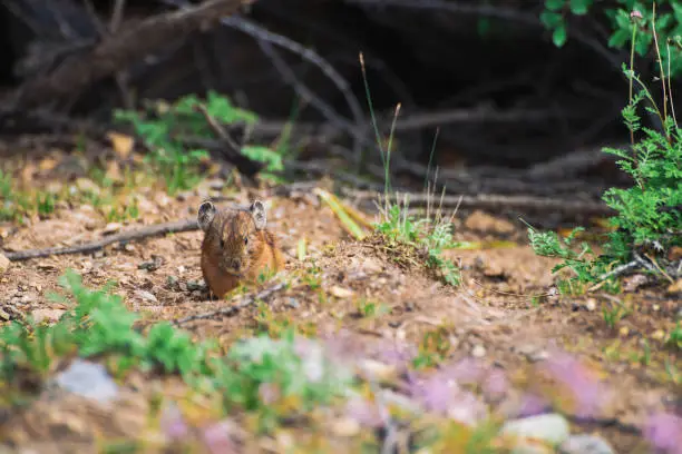 Photo of Pika rodent on ground in highlands. Small curious animal on colorful hill. Little fluffy cute mammal in mountain picturesque terrain near plants. Small mouse with big ears. Little nimble pika.