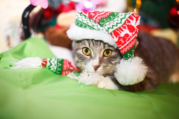 istock cat in the New Year hat under the Christmas tree 1075187152