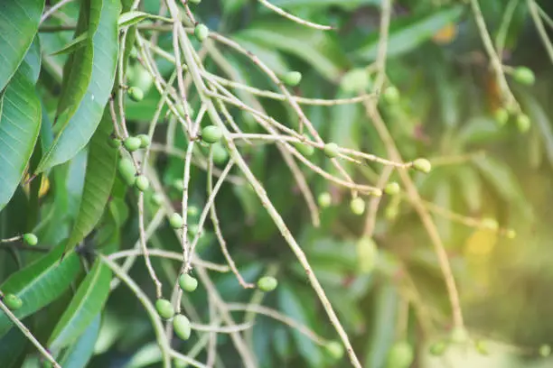 Photo of Mango flower on tree. Agriculture concept.