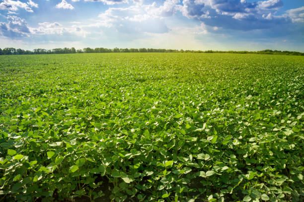 istock Green soybean field on a sunny day. 1075205688