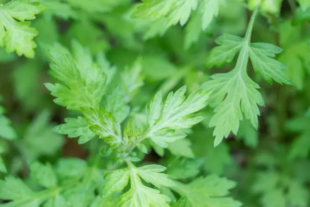 Photo of Mugwort green leaves