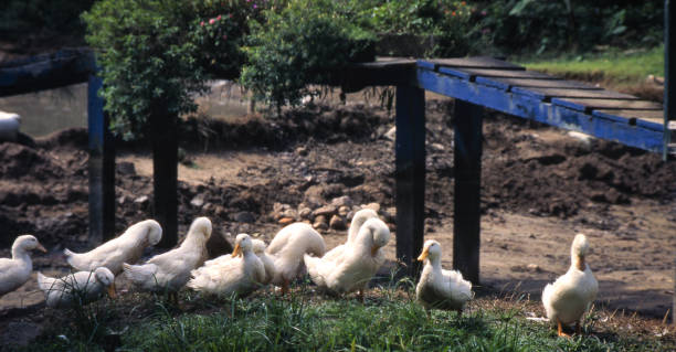 istock Geese strolling along the grass, Colombia 1075234638
