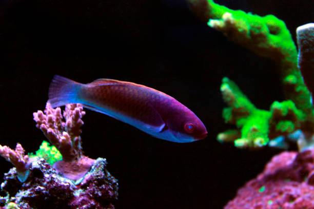 Ruby Head Fairy Wrasse - Cirrhilabrus cyanopleura Ruby Head Fairy Wrasse - Cirrhilabrus cyanopleura fairy wrasse stock pictures, royalty-free photos & images