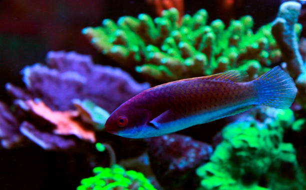Ruby Head Fairy Wrasse - Cirrhilabrus cyanopleura Ruby Head Fairy Wrasse - Cirrhilabrus cyanopleura fairy wrasse stock pictures, royalty-free photos & images