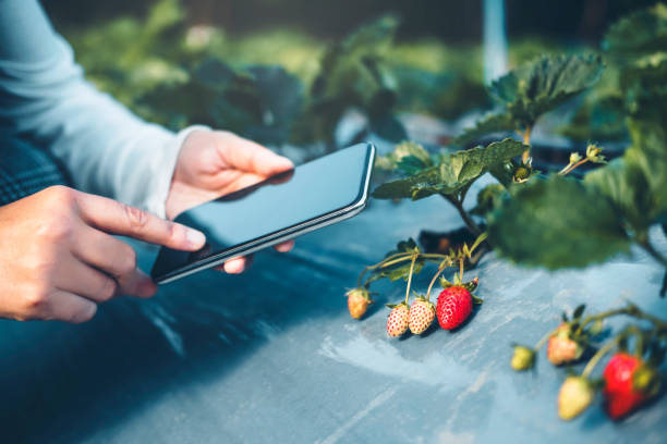 femme ingénieur agronome à l’aide de smartphone vérifiant les fraises dans la ferme bio de fraise - chandler strawberry photos et images de collection