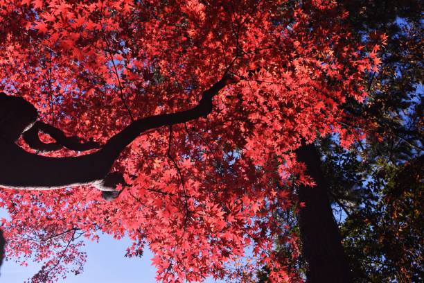 istock Japanese autumn leaves 1075240826