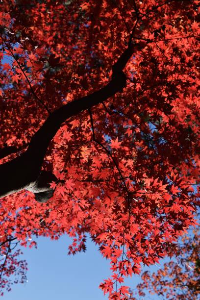 istock Japanese autumn leaves 1075240832
