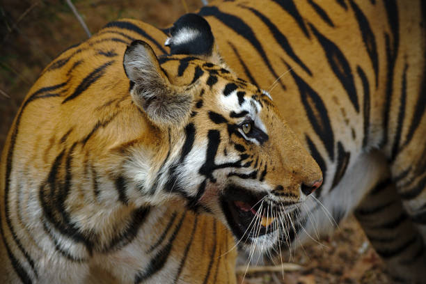 istock The eye of the tiger 1075246390