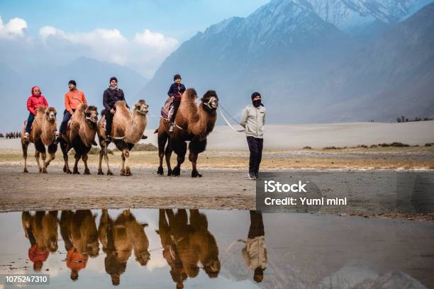 Camel Safari Ride Caravan In Hunder Desert Nubra Valley Leh Ladakh India Stock Photo - Download Image Now - iStock Camel Safari Ride Caravan In Hunder Desert Nubra Valley Leh Ladakh India Stock Photo - Download Image Now - iStock