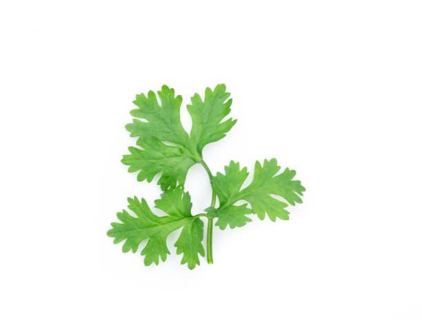 istock coriander leaves isolated on white background. 1075252450