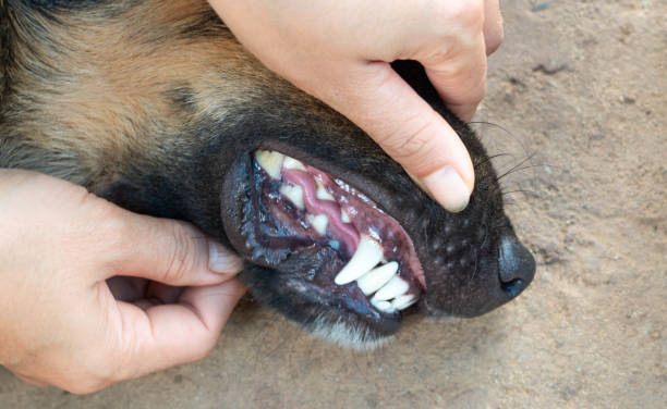 istock Dog mouth with white teeth 1075252452