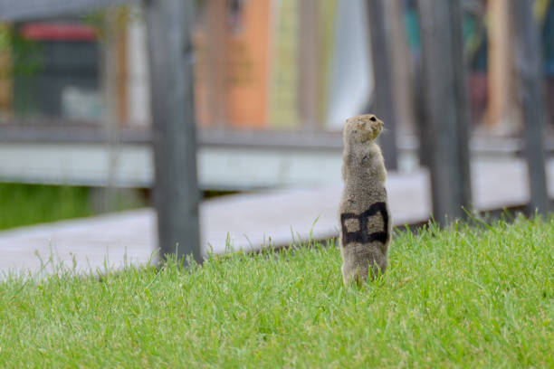 A Prairie dog (genus Cynomys) standing upright on its hind legs.
