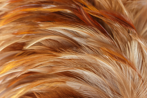chicken feather color brown and orange