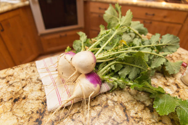 istock Large Turnips Grown at Home, Homegrown Turnips 1075263668