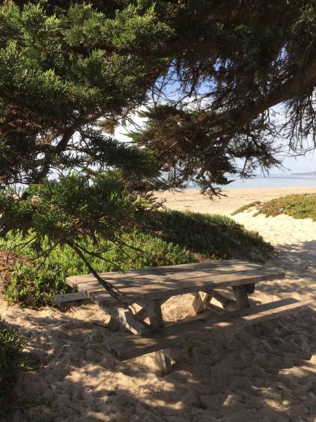 istock Picnic tables and trees by the sea 1075264918