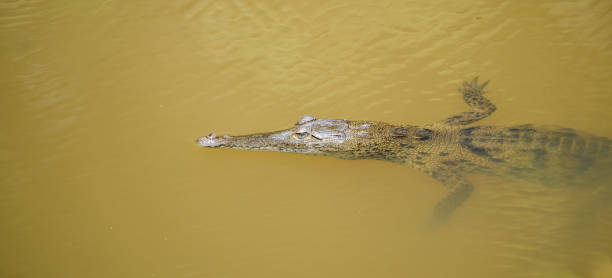 istock Young Panamanian crocodile in habitat waters. 1075264988