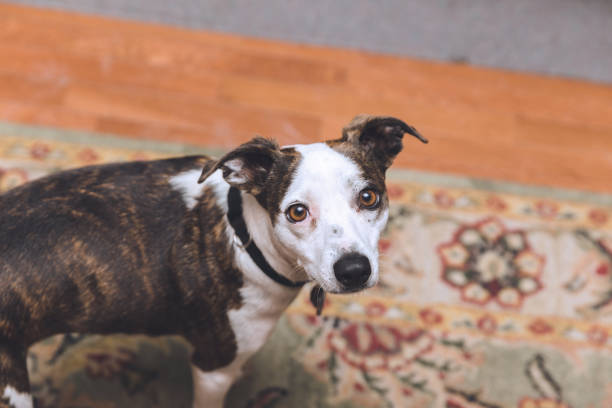 istock Black, Brown, and White Small Breed Dog 1075269004